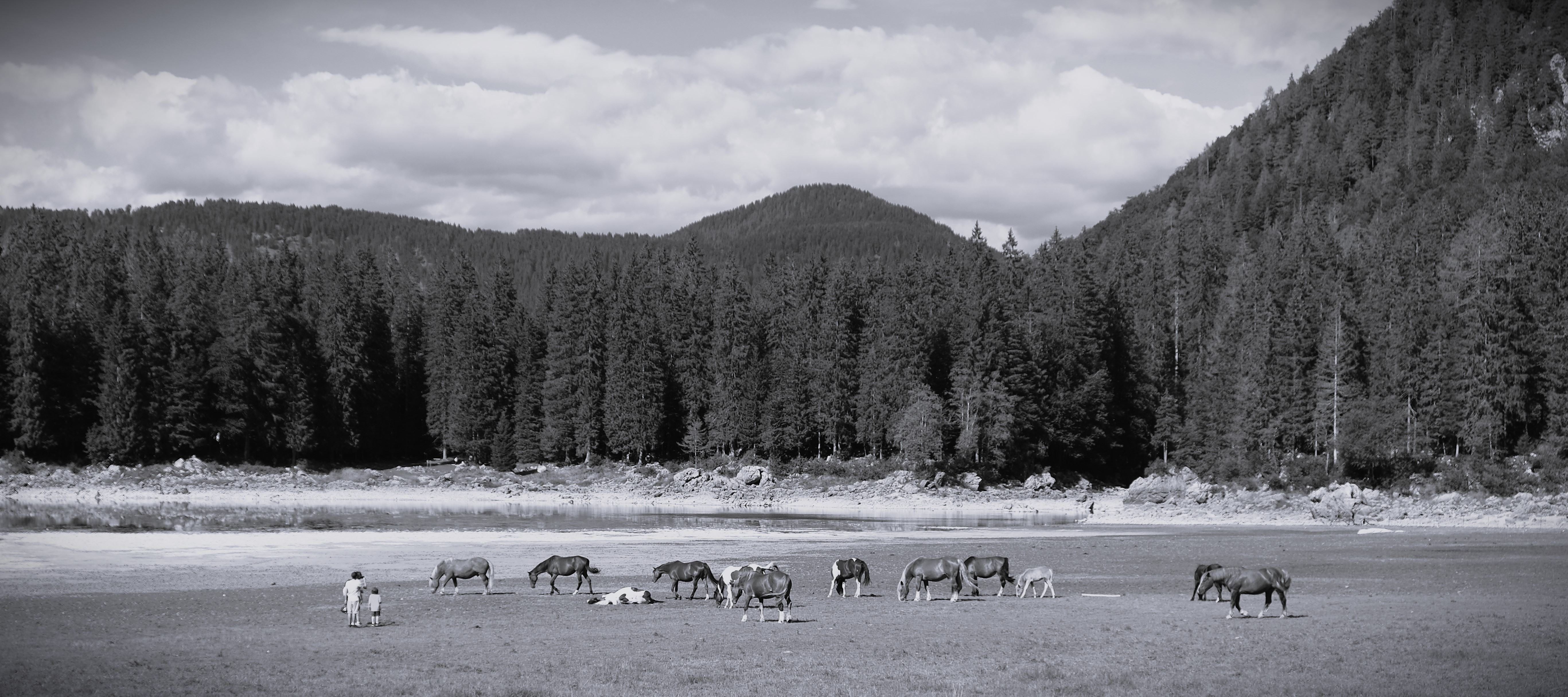 Foto cavalli con montagne